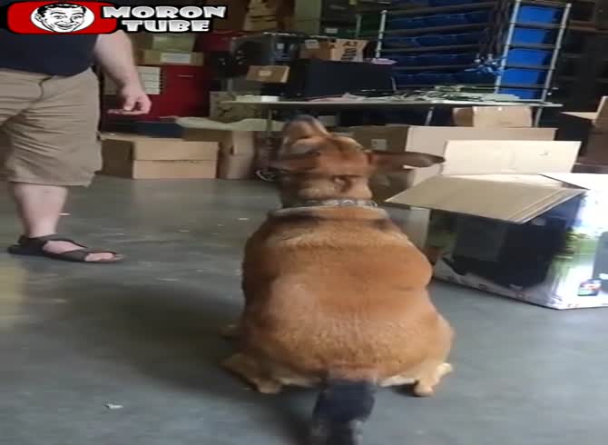 Video :A canine attempts to obliterate his master's balls